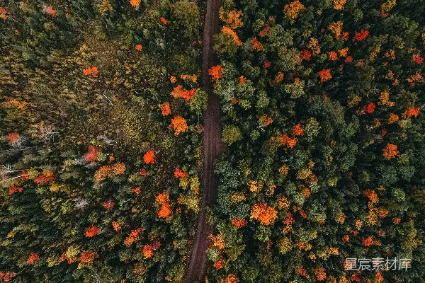 高清摄影 一条道路被树木环绕的空中俯瞰图
