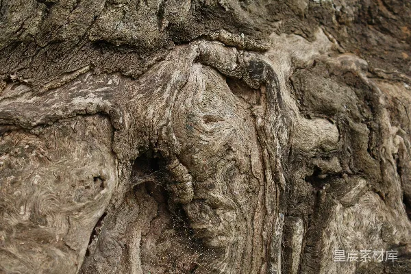 高清摄影 老树皮上有复杂的纹理图案。