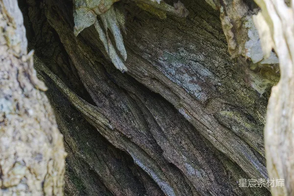 高清摄影 树干的特写视图