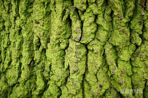 高清摄影 一棵长着苔藓的树干的特写镜头