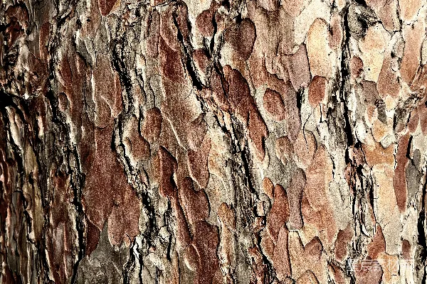 高清摄影 树皮的特写照片