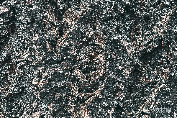 高清摄影 一张树皮纹理的特写照片