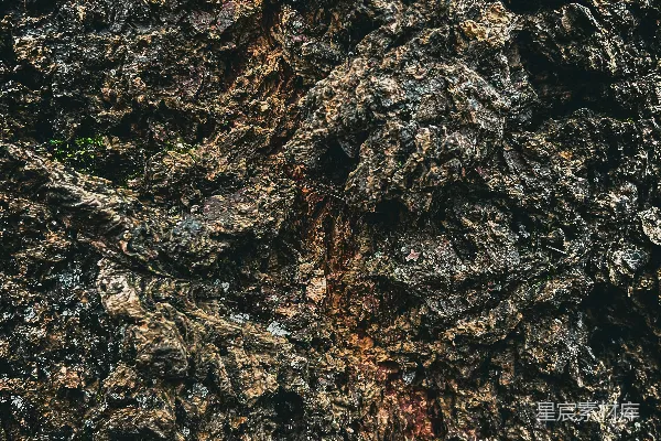高清摄影 一张树皮的特写图