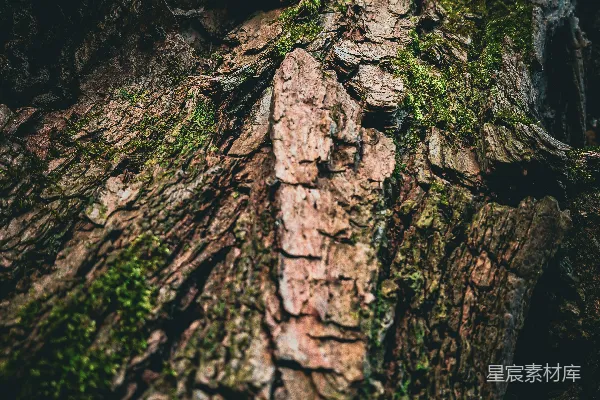 高清摄影 树皮上长着苔藓。