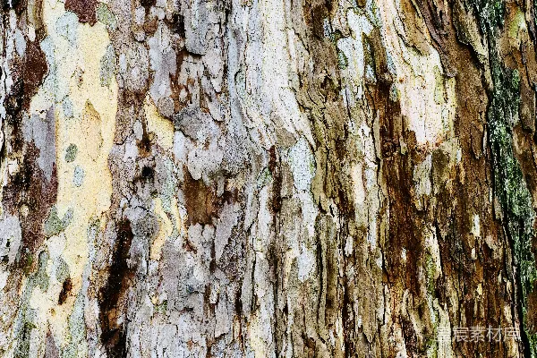高清摄影 树皮纹理的特写，颜色各异