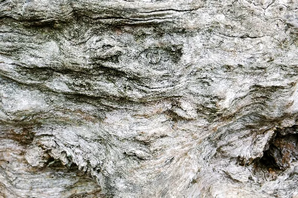 高清摄影 这张图片展示了磨损的木头纹理的特写。