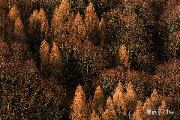 高清摄影 一群生长在树林中的树木