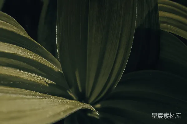 高清摄影 一张绿色植物的特写，叶子清晰可见。