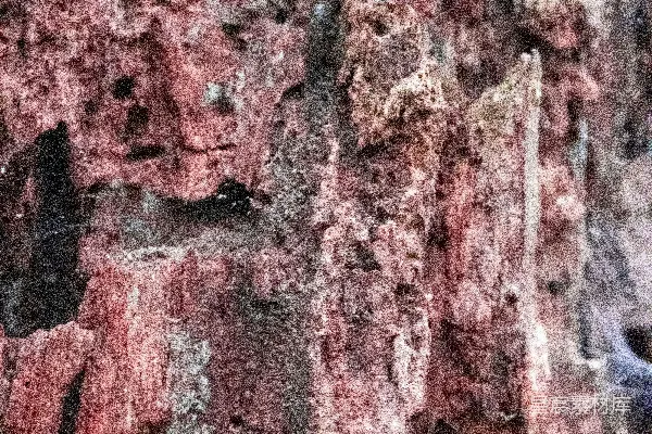 高清摄影 一只鸟停在树皮上。