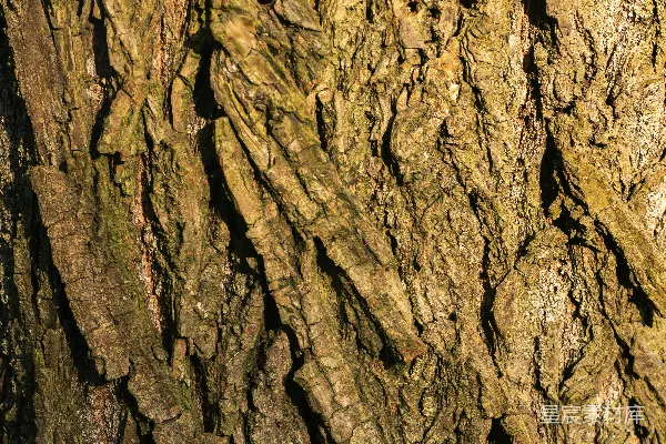 高清摄影 粗糙、纹理明显的棕色树皮在阳光下被照亮。