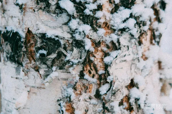高清摄影 白桦树皮上覆盖着新鲜的积雪