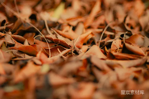 高清摄影 一张落在地上的秋叶的特写照片。