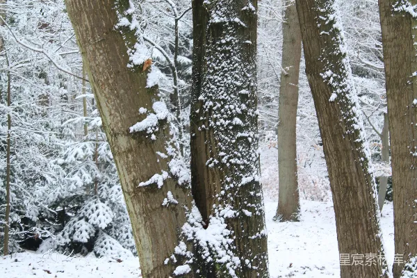 高清摄影 冬天森林里覆盖着雪的树木