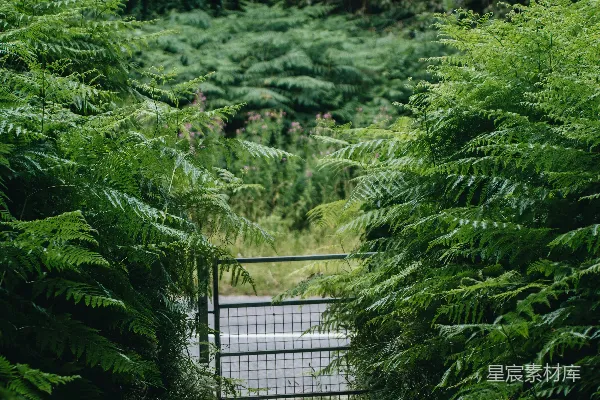 高清摄影 通往森林中间大门口的小路