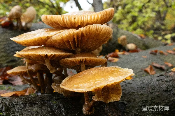 高清摄影 一群蘑菇长在树的树枝上。