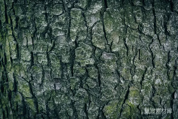 高清摄影 一棵长满苔藓的树干的特写镜头