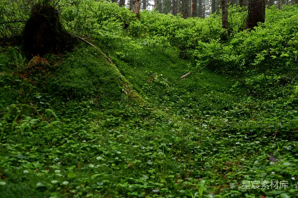 高清摄影 郁郁葱葱的森林地面覆盖着苔藓和小植物。