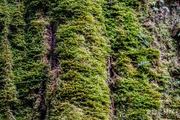 高清摄影 一株高大的绿色植物生长在建筑物的一侧