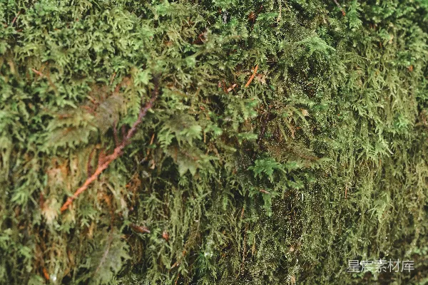 高清摄影 一根覆盖着苔藓的原木的特写镜头，在森林里。