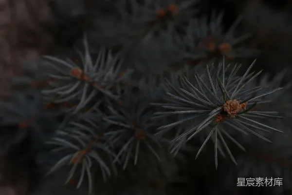 高清摄影 松树的特写，针叶清晰可见