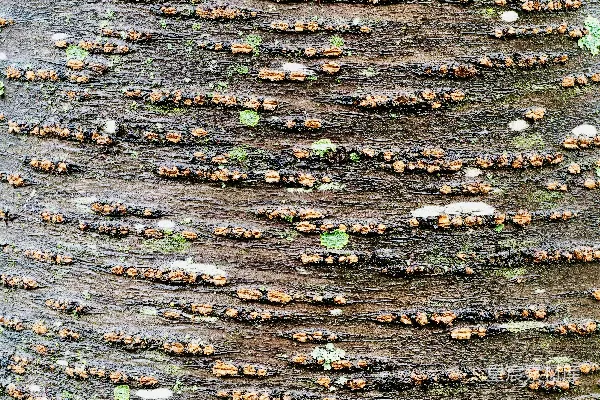 高清摄影 树皮纹理的特写，带有水平图案。
