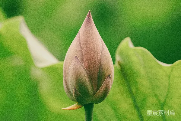 高清摄影 粉红色的花蕾在微移镜头中呈现