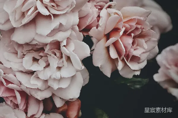 高清摄影 粉色和白色花卉的浅景深摄影