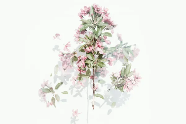 高清摄影 盛开的粉红色花朵