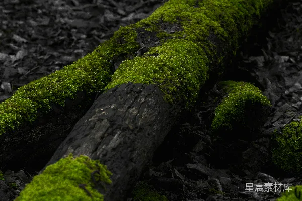 高清摄影 覆盖着苔藓的原木在黑暗的森林地面上。