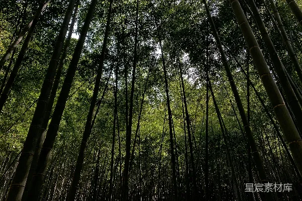 高清摄影 日间低角度拍摄绿色树木