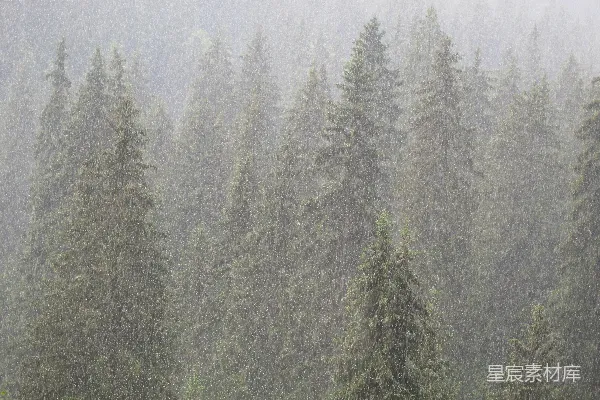 高清摄影 暴雨中的森林