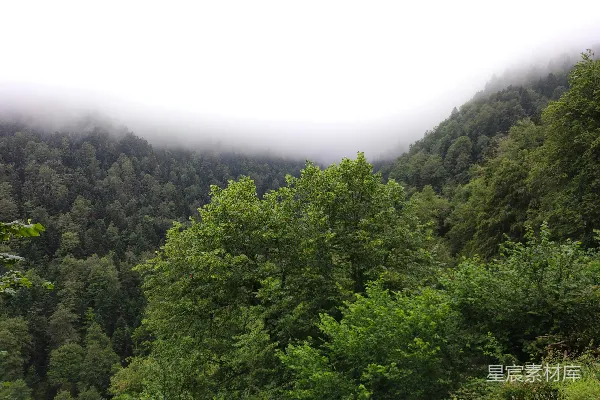 高清摄影 雾中森林
