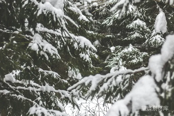 高清摄影 雪中的松树林