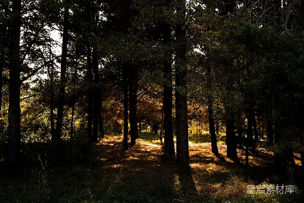 高清摄影 晨光中的松树林