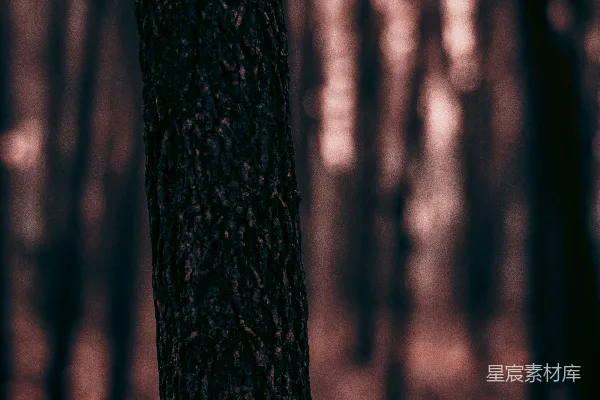 高清摄影 森林中的树干