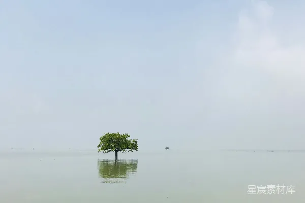 高清摄影 淹没在湖中的树