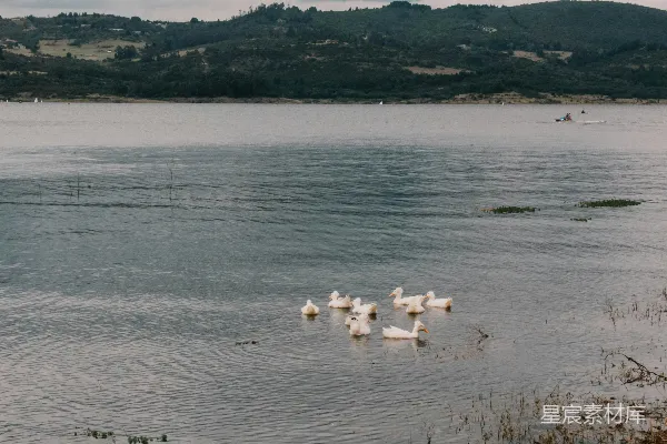 高清摄影 湖畔的白鸭