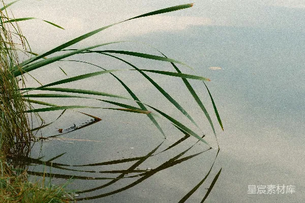 高清摄影 湖畔芦苇的倒影