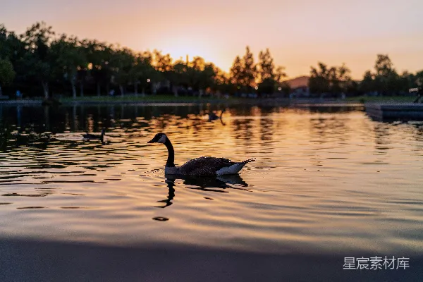 高清摄影 夕阳下的湖畔鹅影