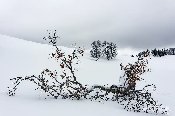 高清摄影 雪中倒下的树