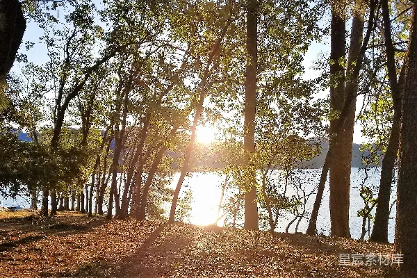 高清摄影 夕阳下的湖畔森林