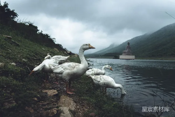 高清摄影 湖畔的鹅群与佛像
