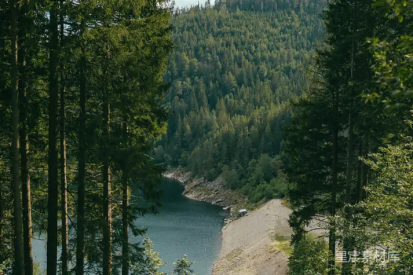高清摄影 森林中的宁静湖景