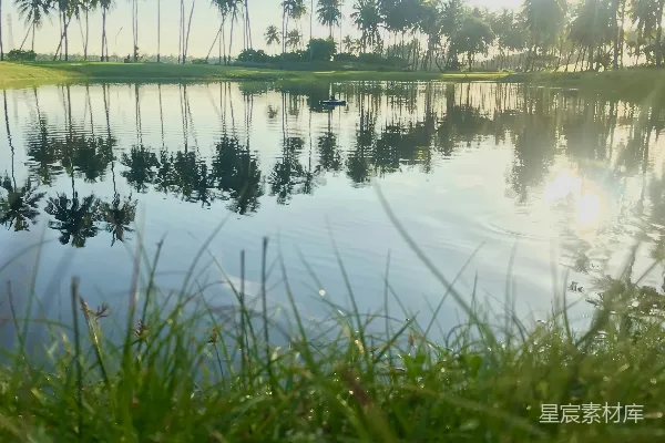 高清摄影 晨光下的椰子林