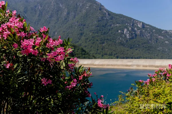 高清摄影 粉花与山湖的静谧风景