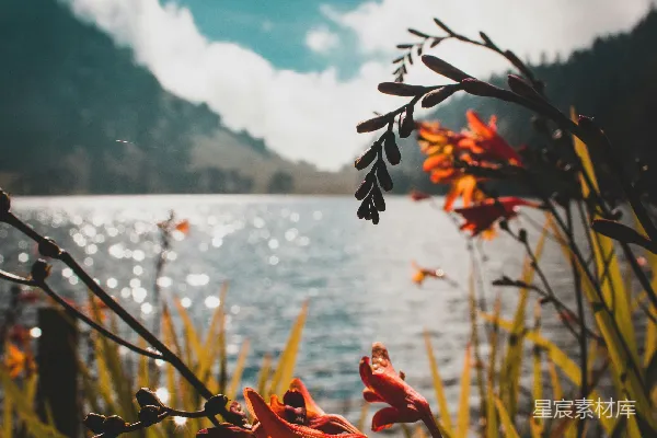 高清摄影 湖畔的红花与蓝天