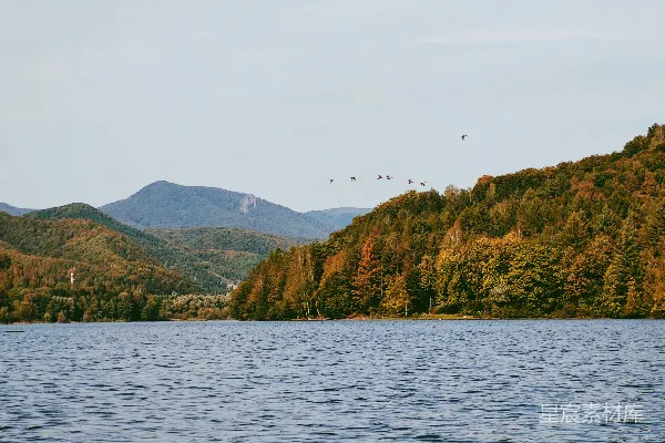 高清摄影 湖畔秋景：群鸟飞翔的宁静时刻
