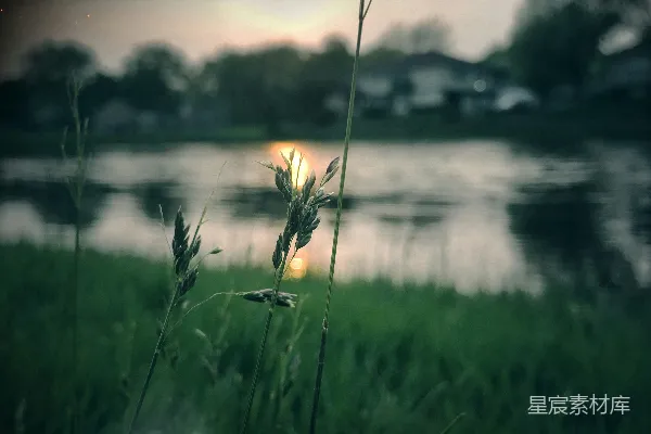 高清摄影 夕阳下的草地