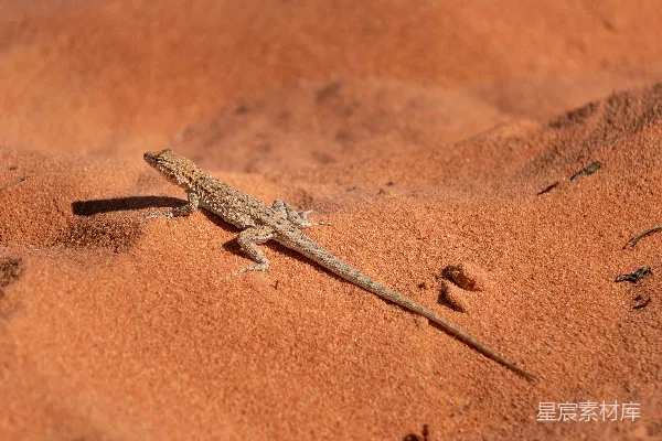 高清摄影 沙漠中的蜥蜴