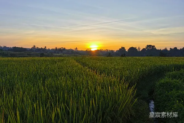 高清摄影 夕阳下的稻田